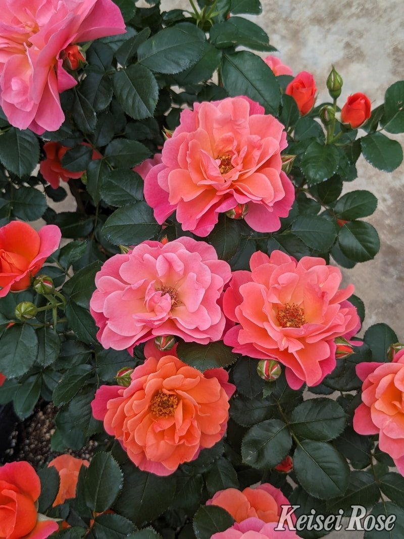 シュガー キャンディー ローズ｜バラ苗の通販の篠宮バラ園